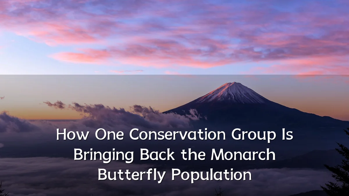 How One Conservation Group Is Bringing Back the Monarch Butterfly Population