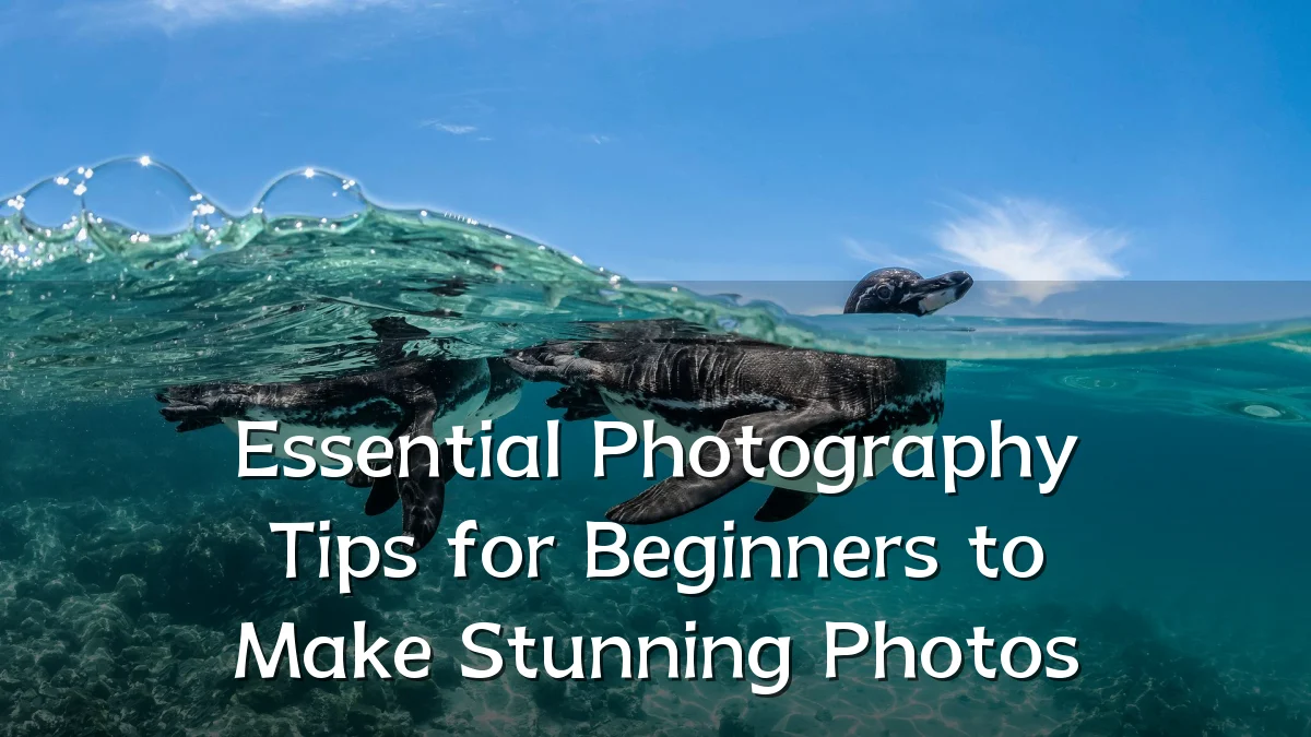 Essential Photography Tips for Beginners to Make Stunning Photos