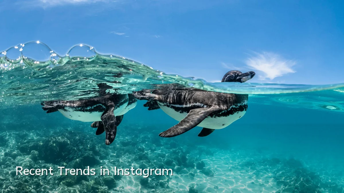 Recent Trends in Instagram